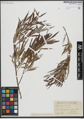 Foto von Salix viminalis L.